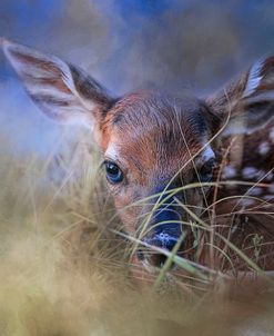 The First Fawn