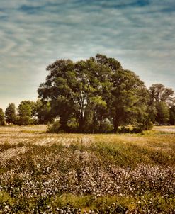 Trees In The Cotton Field