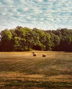 Harvest Time