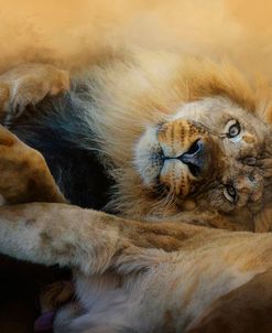 Lion Love 2