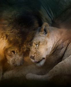 Lion Love