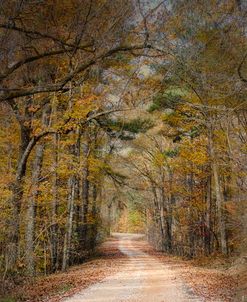 Chickasaw Forest In Autumn 2