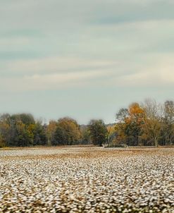 Cotton Field In Autumn