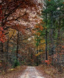 Chickasaw Forest In Autumn 1