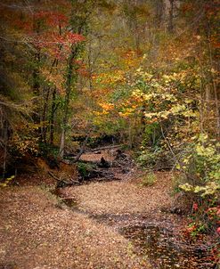 Creek Bed In Autumn