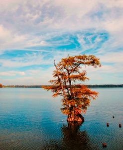 Cypress In Autumn 1