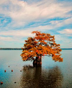 Cypress In Autumn 2