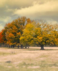 Foggy Autumn Morning