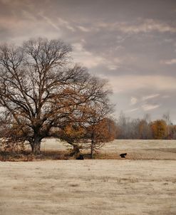 Lazy Autumn Day