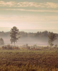 Lifting Fog