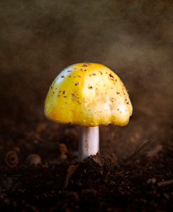 Little Yellow Mushroom