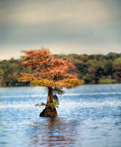 Lonely Little Cypress Tree