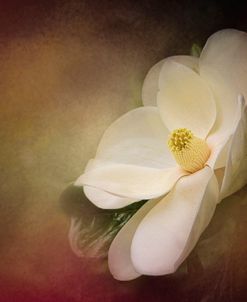 Magnolia In Bloom 1