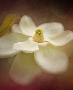 Magnolia In Bloom 2