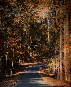 Sunlit Autumn Path