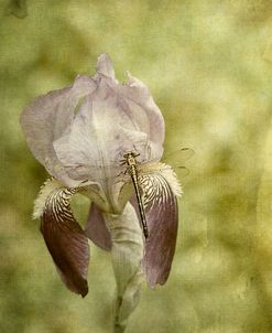 Vintage Iris And Dragonfly