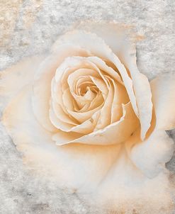 Vintage Rose 2