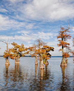 Through The Cypress Garden