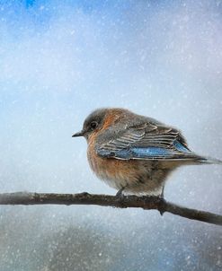 Bluebird In The Snow