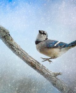 Bluejay In The Snow