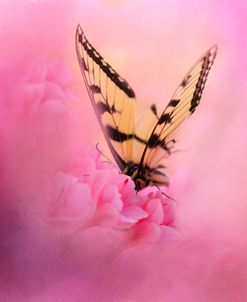 Butterfly On The Azaleas