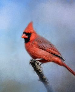 Cardinal At First Frost