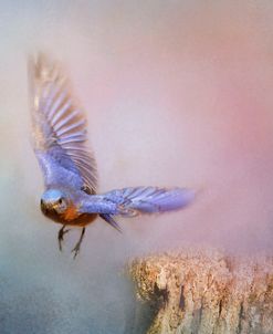 Bluebird Escape