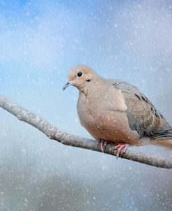 Dove In The Snow