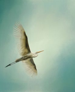 Egret Overhead