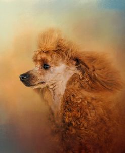 Enjoying The Breeze Apricot Poodle