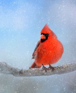 Cardinal In The Snow