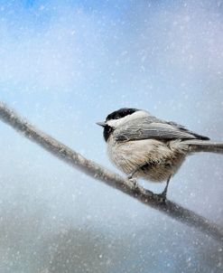 Chickadee In The Snow