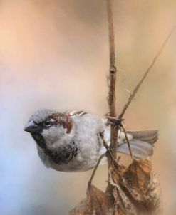 Hanging On Sparrow