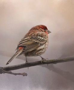 House Finch In January
