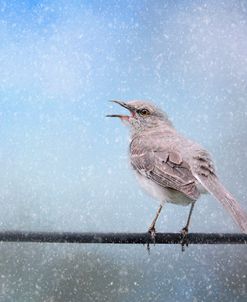 Mockingbird In The Snow