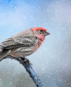 Finch In The Snow