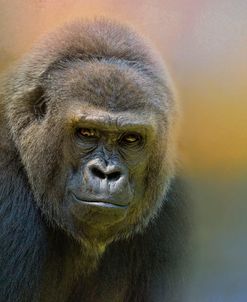 Portrait Of A Gorilla