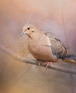 Mourning Dove On A Winter Evening