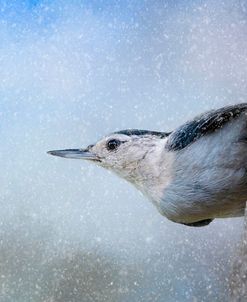 Nuthatch In The Snow