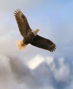 Rise Above Bald Eagle