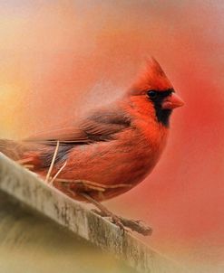 Rooftop Visitor Cardinal