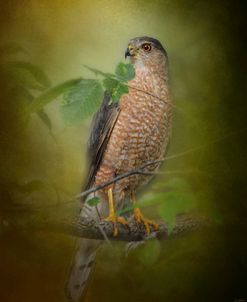 Sharp Shinned Hawk