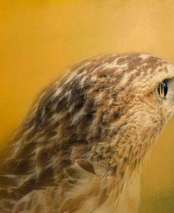 Red Tailed Hawk At Sunset