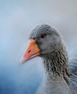 The Greylag Goose