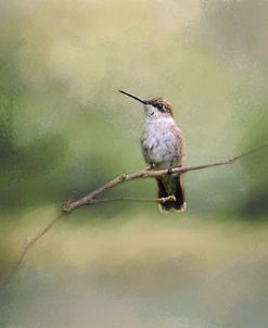 Tiny Visitor Hummingbird