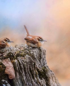 Two Little Wrens