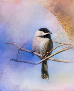 Winter Morning Chickadee