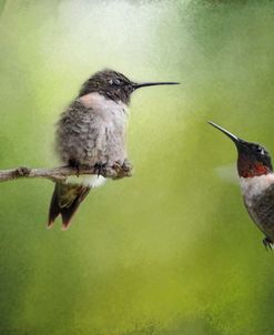 Wake Up Call Hummingbirds