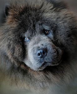 Watching Master Blue Chow Chow