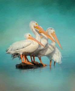 We Are Family White Pelicans